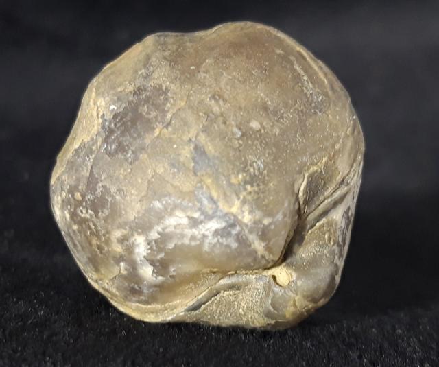 Araxathyris protea ABICH 1878 - Bild &copy; FossNet FossilienStore